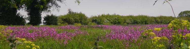 Covehithe and Reydon