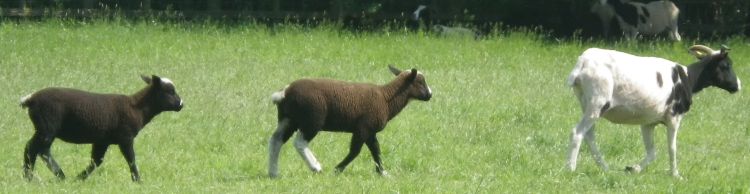 St James and St Cross