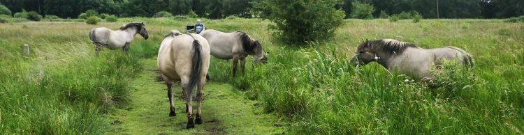 Redgrave and South Lopham Fen