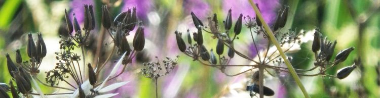 Breakfast Walk at Barnby