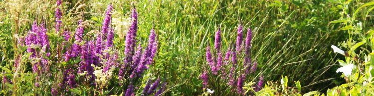 Breakfast Walk at Barnby