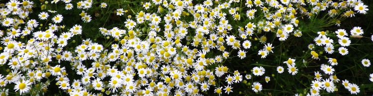 Ringsfield and Redisham Park 5.5