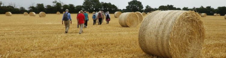 Ringsfield and Redisham Park 5.5