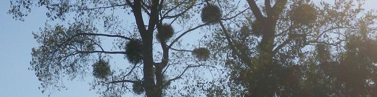 Toft-Monks - Sausage Roll Walk