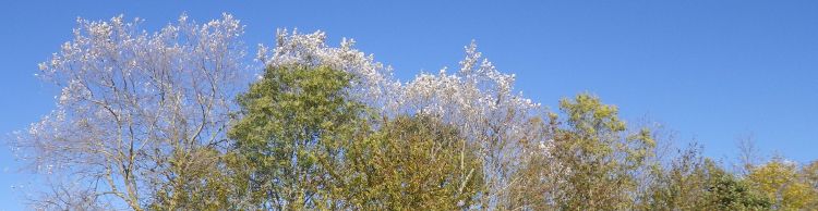 Toft-Monks - Sausage Roll Walk