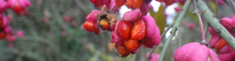 Newbourne and Waldringfield