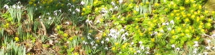 Snow Drops and Aconites