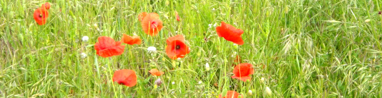 Worlingworth and Fingal Street