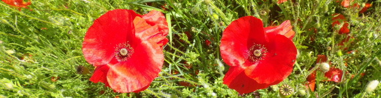 Worlingworth and Southolt