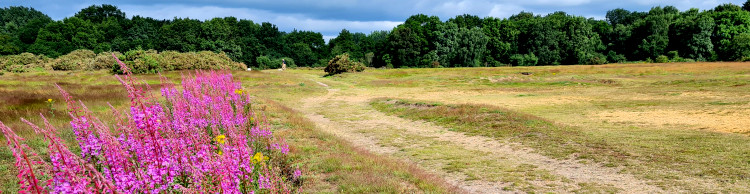 Redgrave and Wortham