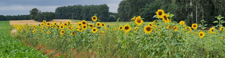 Scole and Billingford