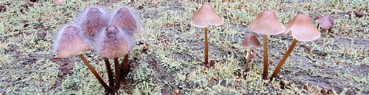 Savernake Ancient Woodland