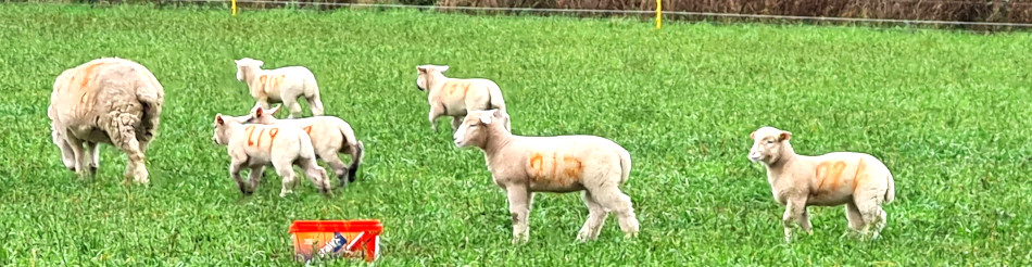 Wrentham and Covehithe