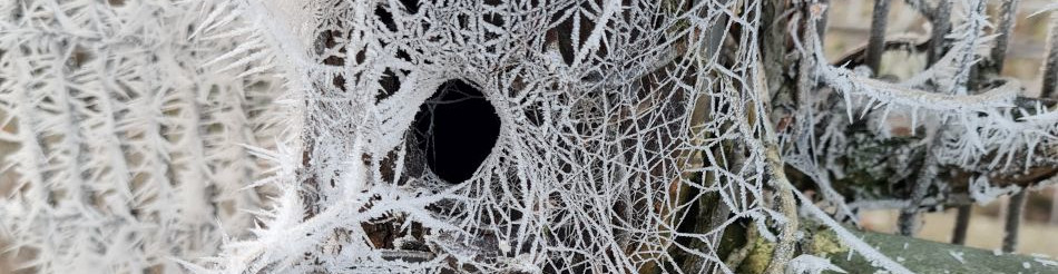 Shoe Devil and Fen Farm