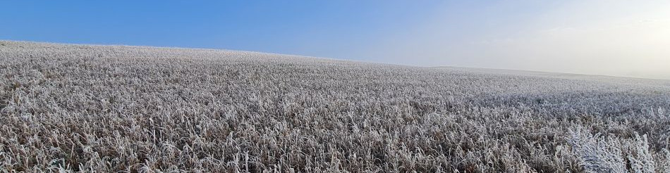 Shoe Devil and Fen Farm