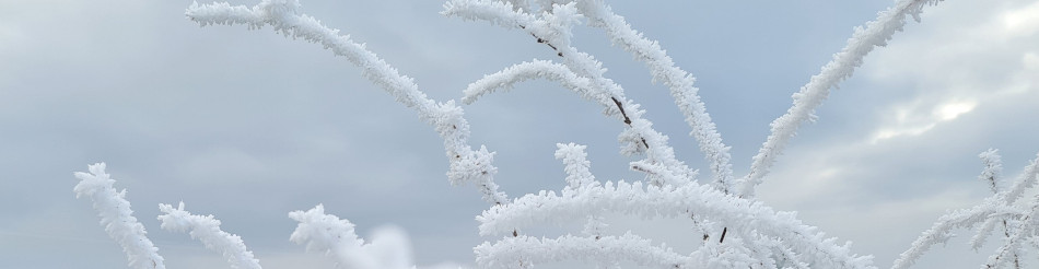 Shoe Devil and Fen Farm