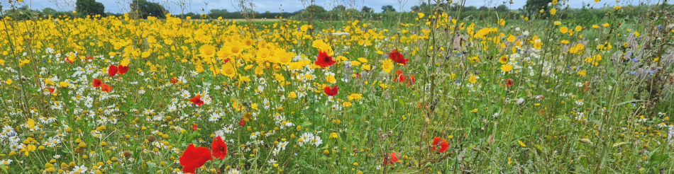 Somerleyton and Lound