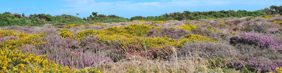 Dunwich and Coastguard Cottages