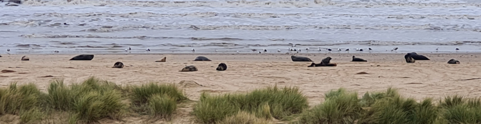 Winterton Seal Walk