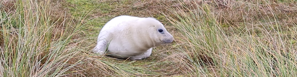 Winterton Seal Walk