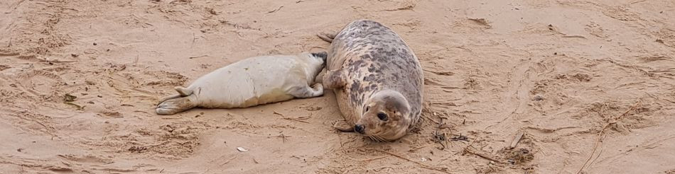 Winterton Seal Walk
