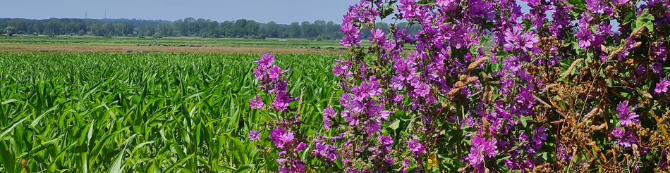 Wensum Ramblers at Cantley